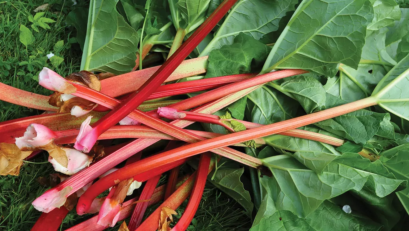 Rhubarb beyond pie | Food Features